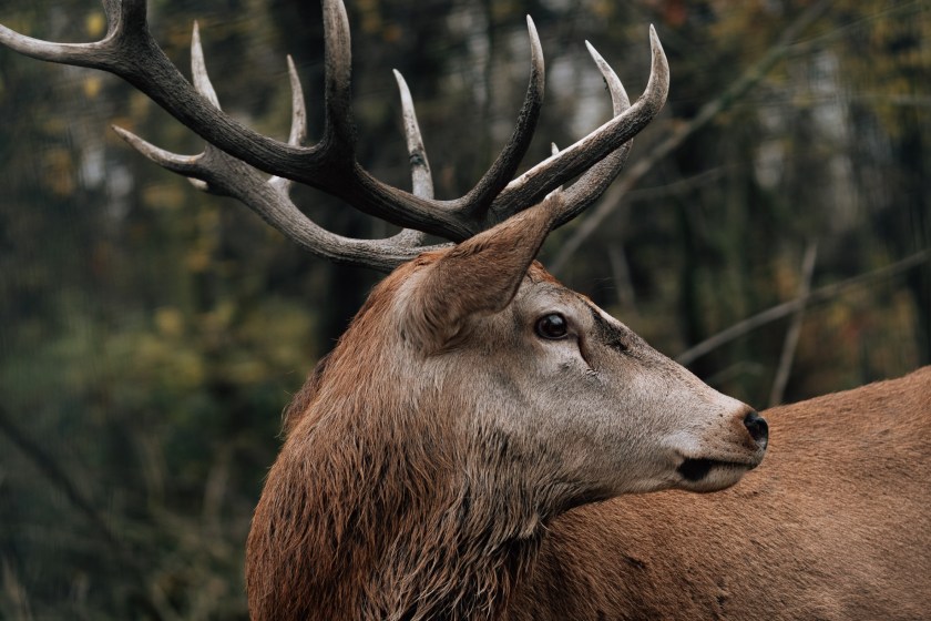 woman shows us why we should not pet a deer