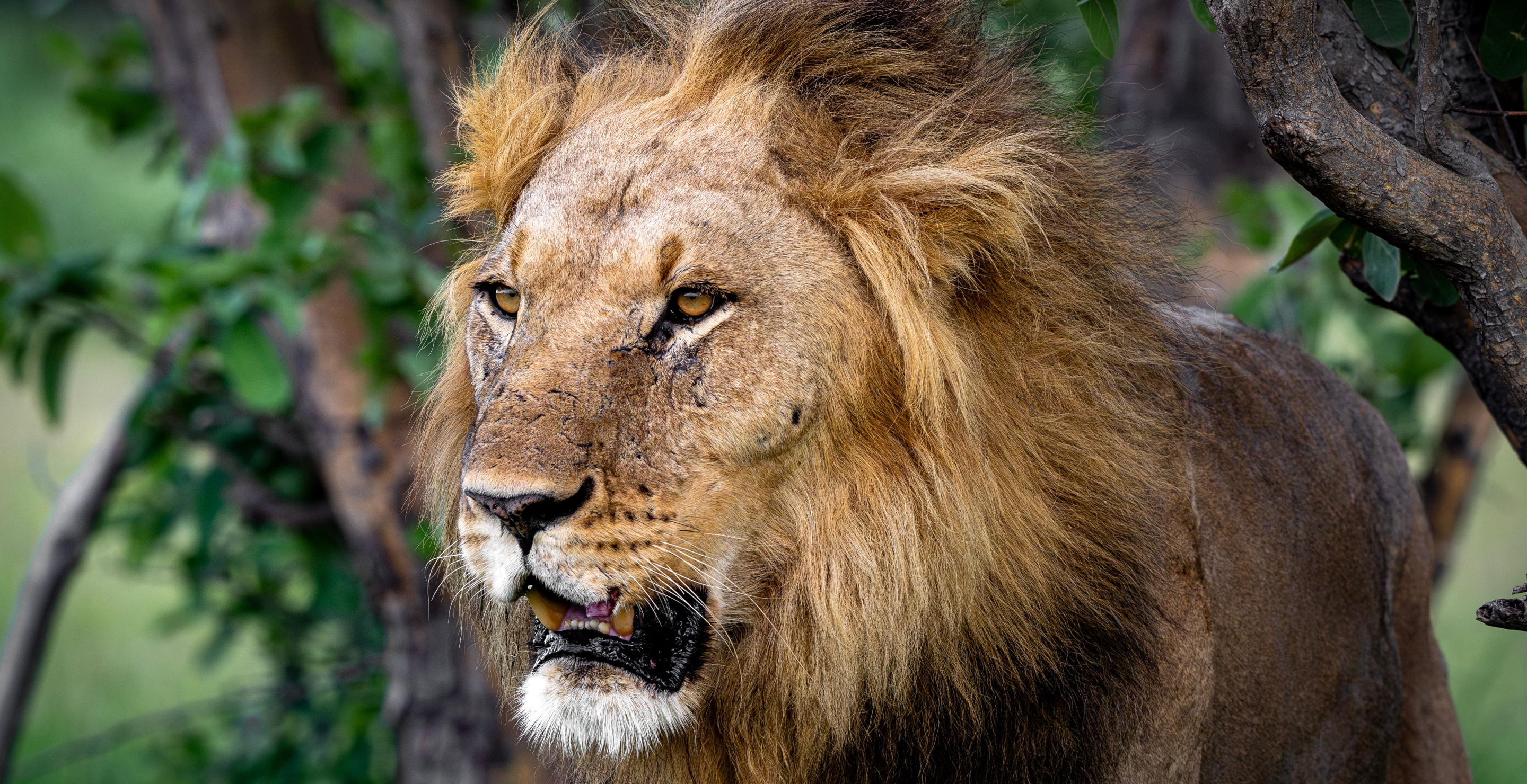 14-Year-Old Girl Snatched And Killed By Lion In Front Of Horrified Friend