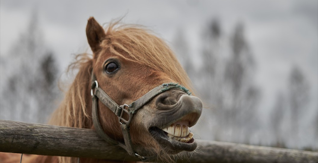 5 Of The Most Surprising Dangerous Animals In America That Can And Will Kill You