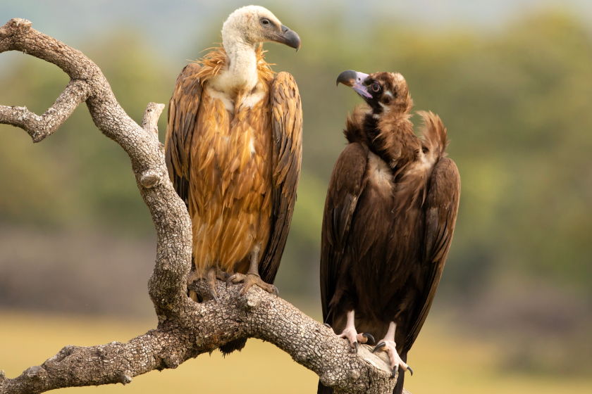 5 Terrifying Animals That Are Not As Dangerous As You May Think Vulture