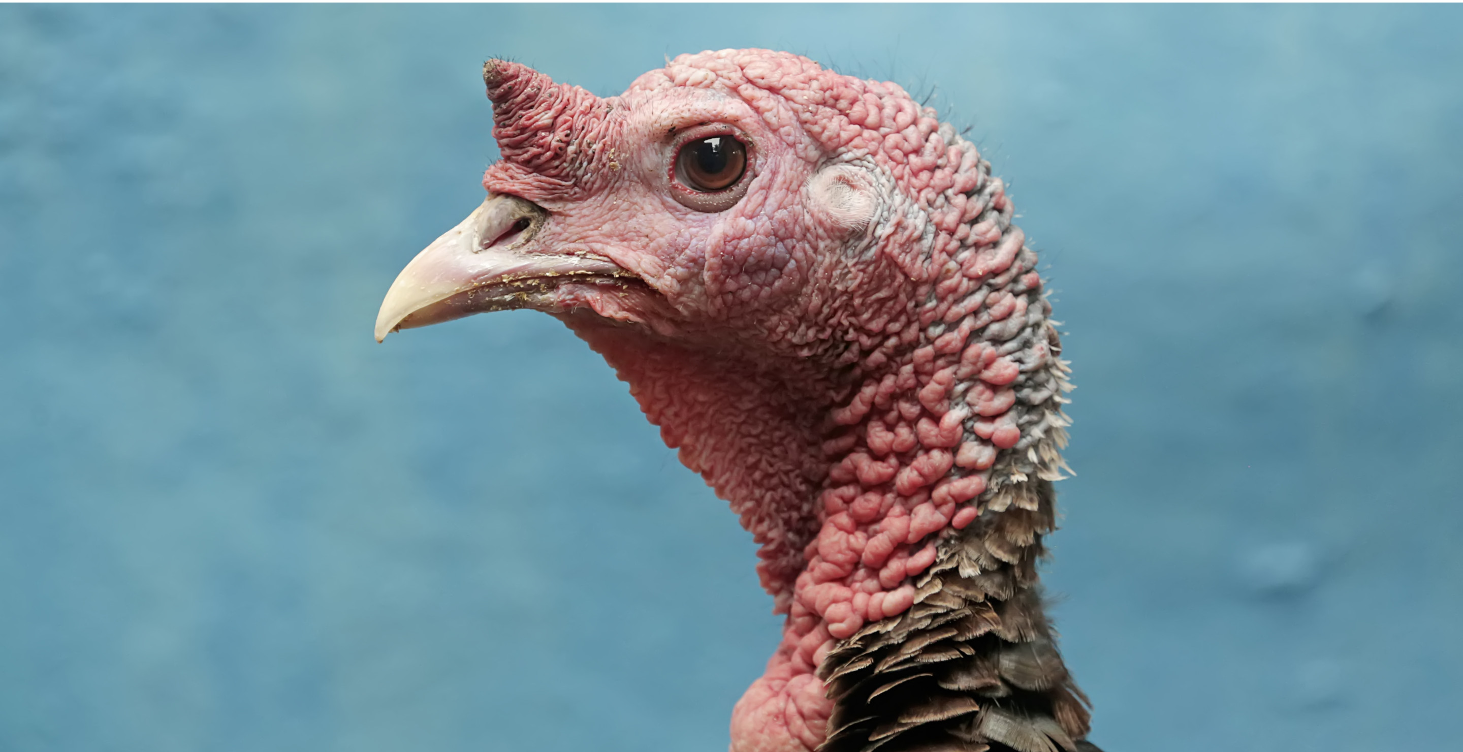 80-Year-Old Hunter Accidentally Shoots Man In Back Of The Head Instead Of Turkey