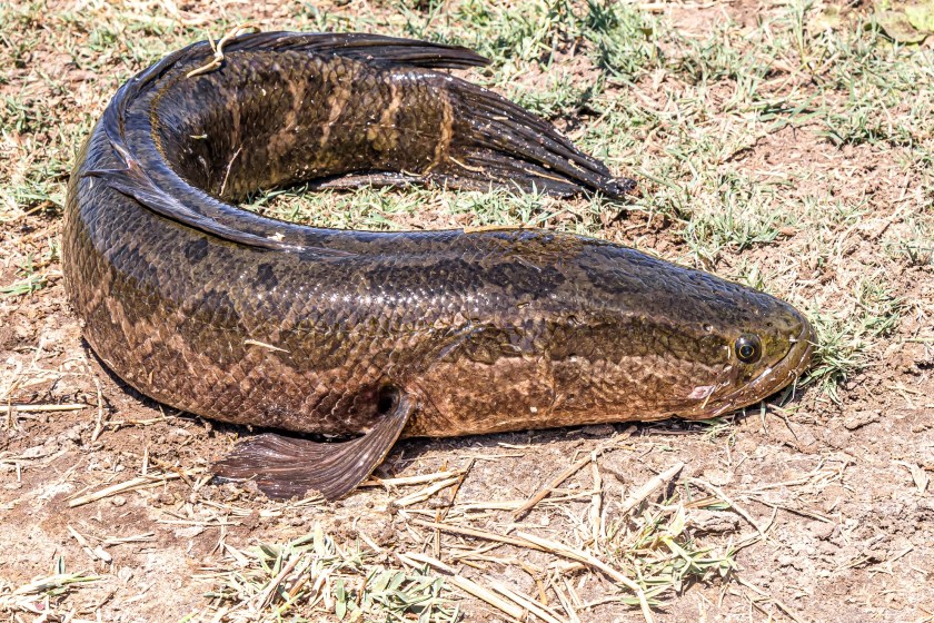 A Creepy Invasive Species Has Invaded US Waters- What That Means For Us