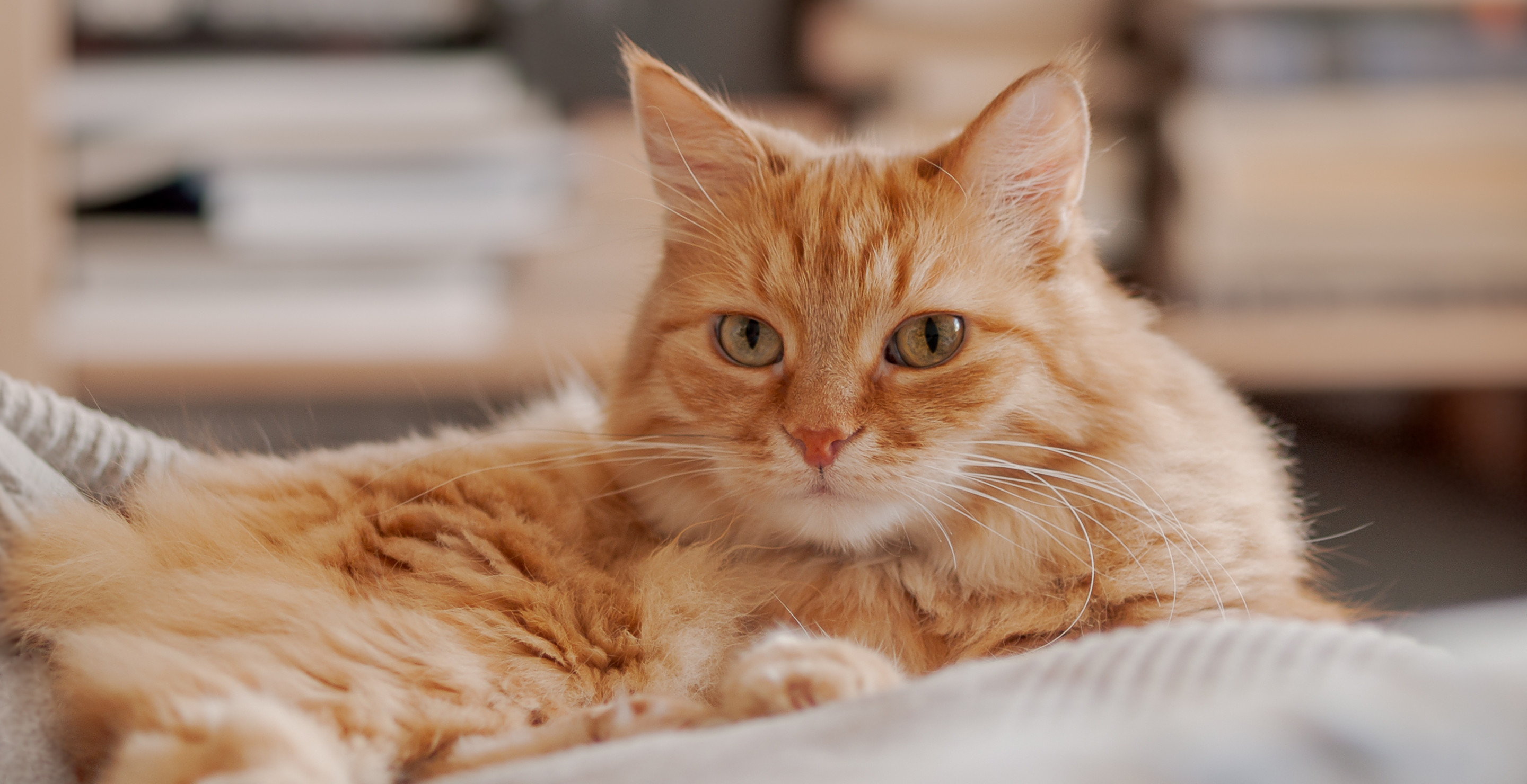 Alleged Serial Killer For Cats Arrested And Charged With Kidnapping And Killing Of Pets