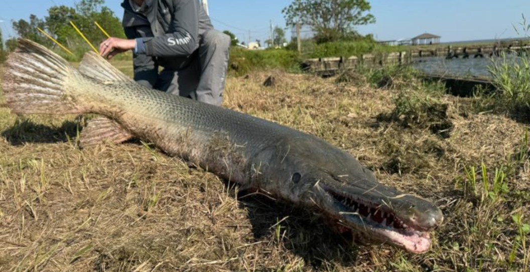 Angler Hooks Possibly World Record Breaking Alligator Gar That Is As Big As Small Child
