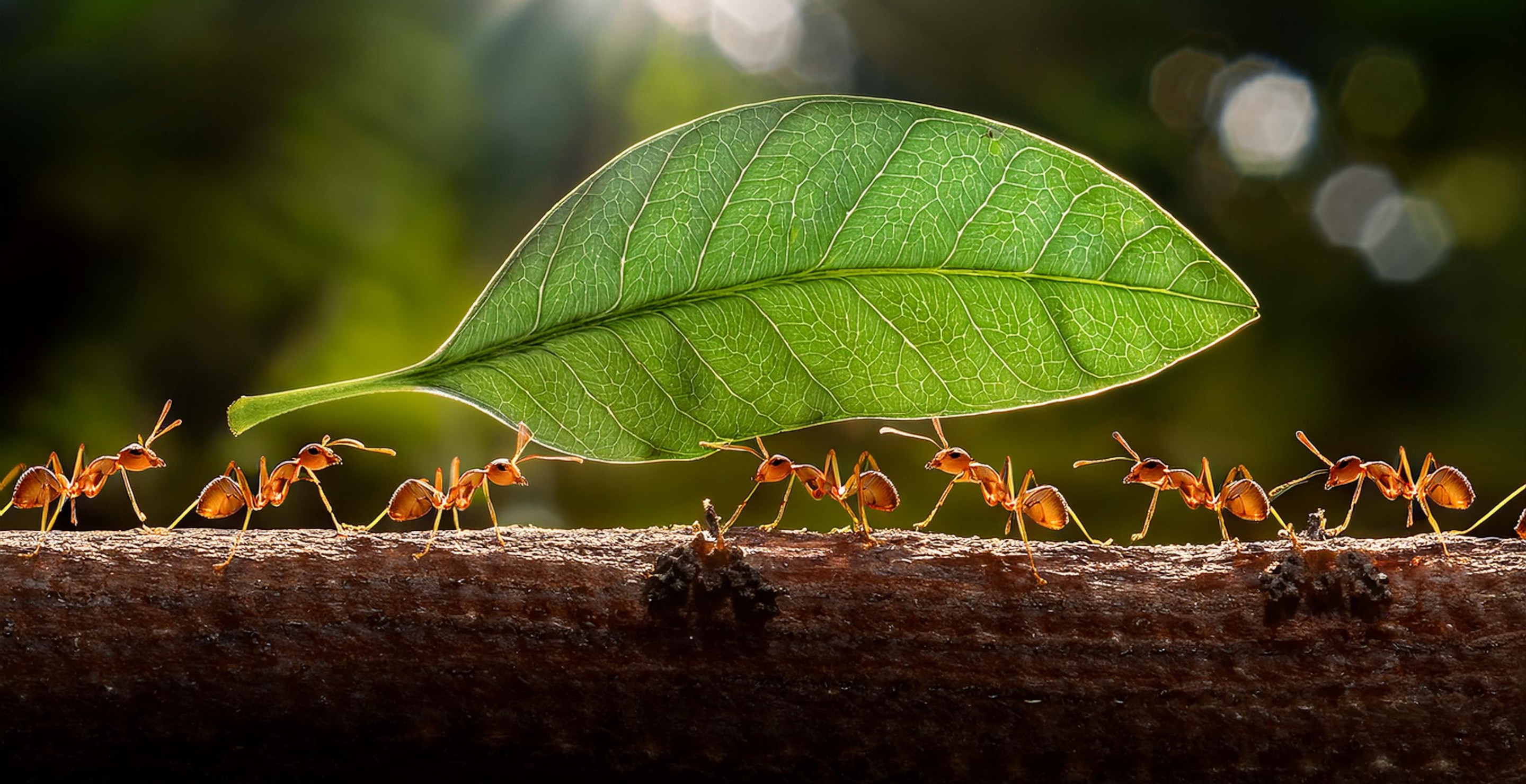 Ants In Pants — Two Teens Arrested For Smuggling Thousands Of Ants In Test Tubes