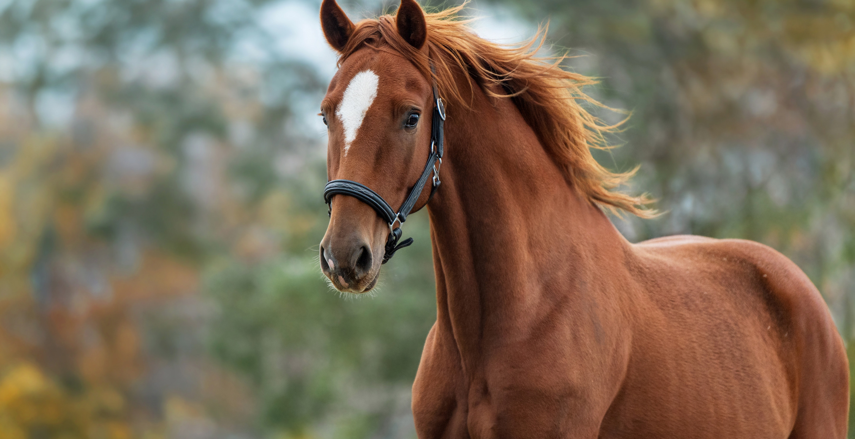 Atlanta Bystanders Surprised To Find Dead Horse Lying Street