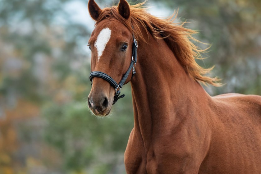 Atlanta Bystanders Surprised To Find Dead Horse Lying Street