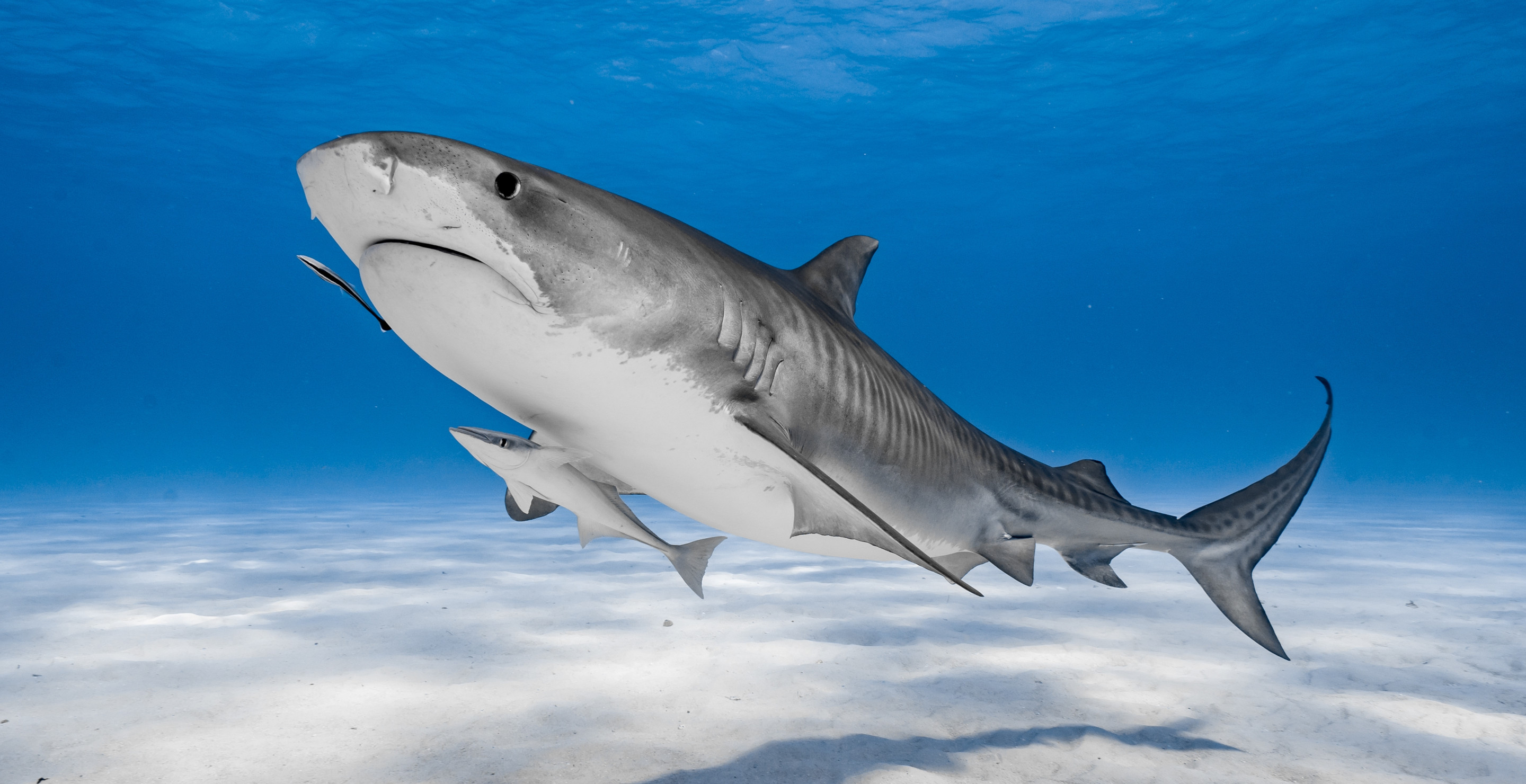 Australian Man Springs Into Action To Save Stranger Being Attacked By Shark
