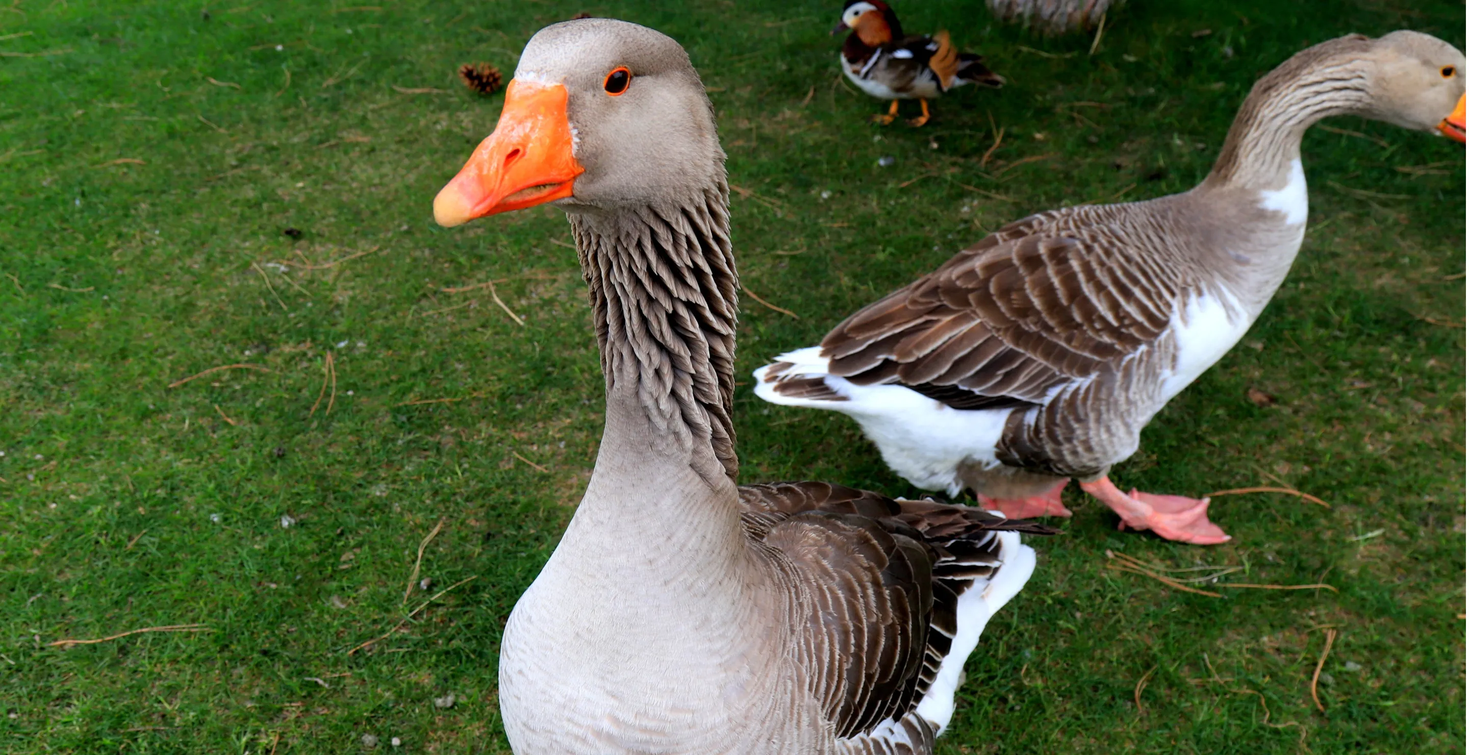 College Students Trapped Inside For Days All Thanks To Some Very Angry Geese