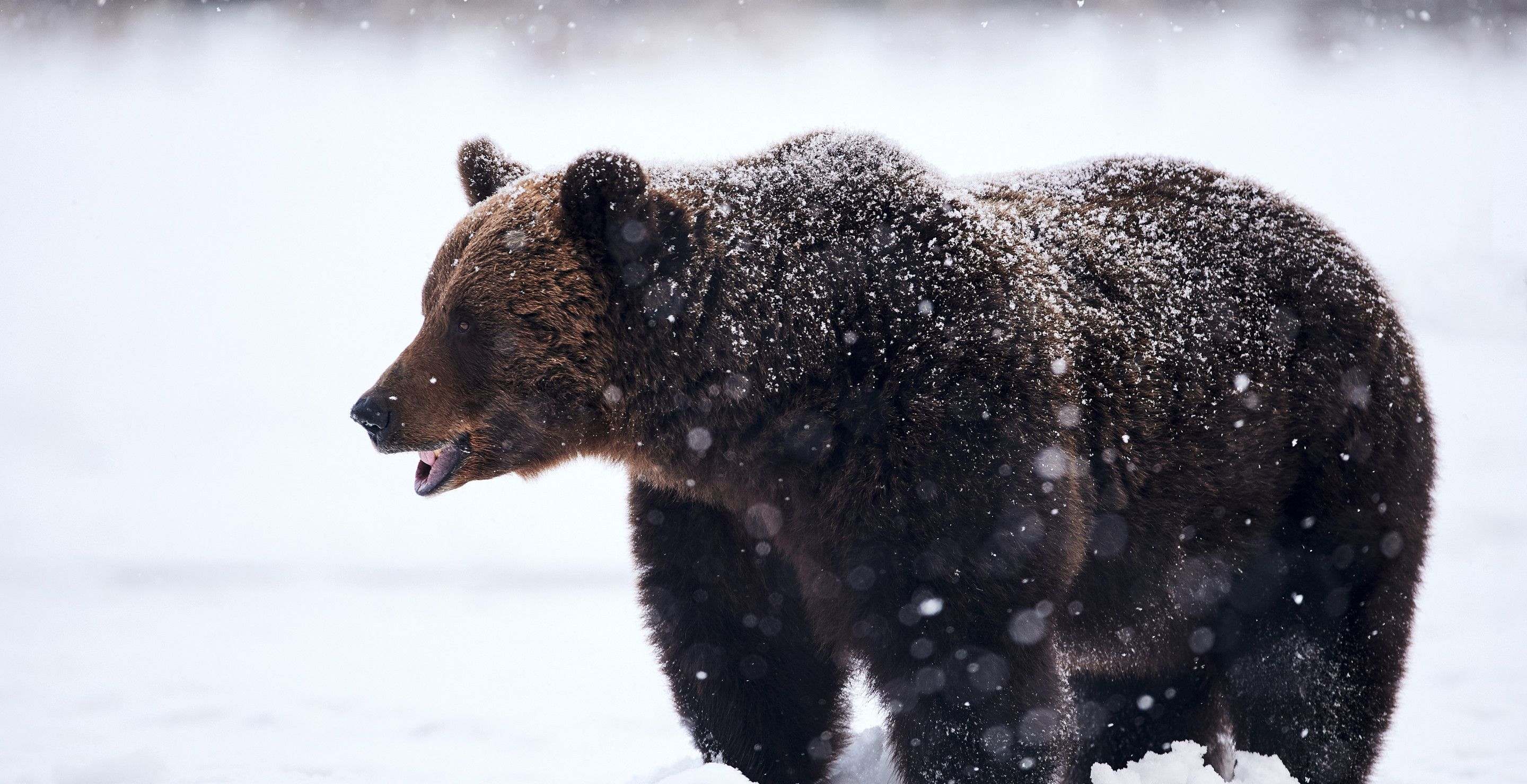 Colorado Skier Almost Wipes Out With.... A Black Bear!