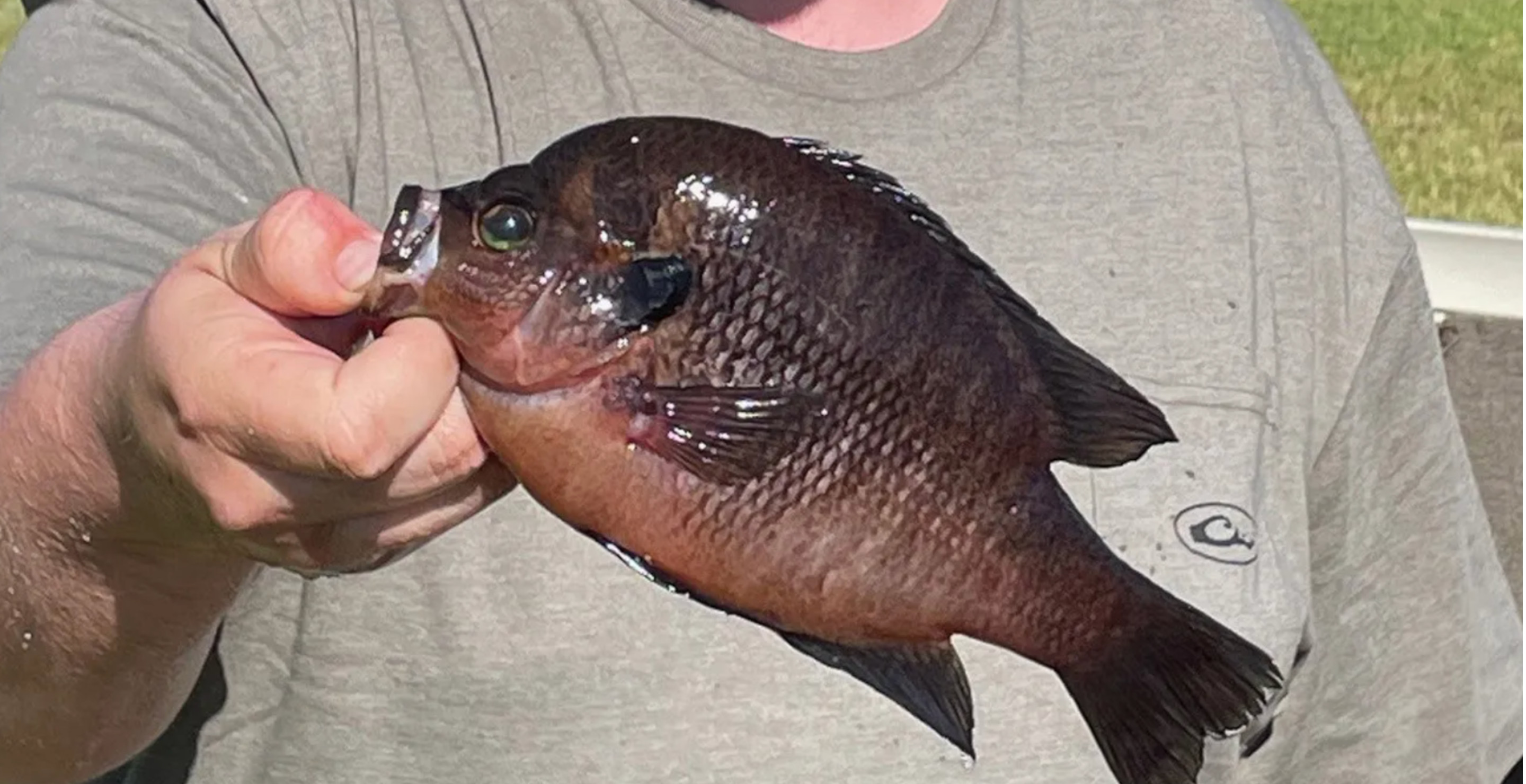 Don't Let Its Size Fool You, This Is A State Record Fish