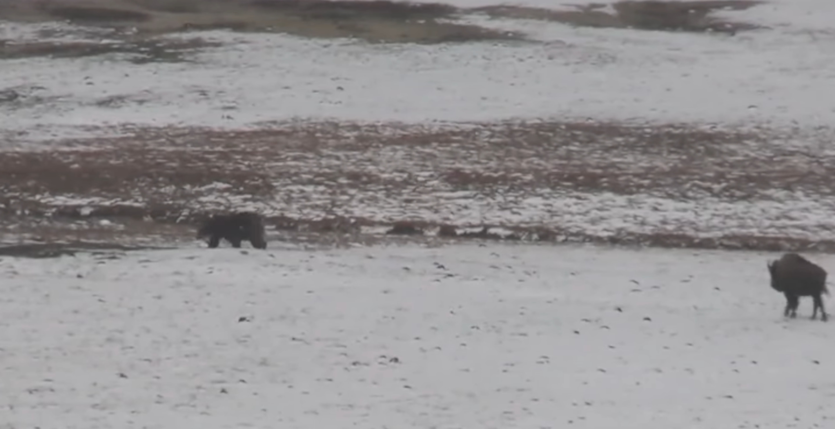 Ever Wondered Who Would Win In Battle Of Bison Vs Grizzly Bear? We Have Surprising Answer