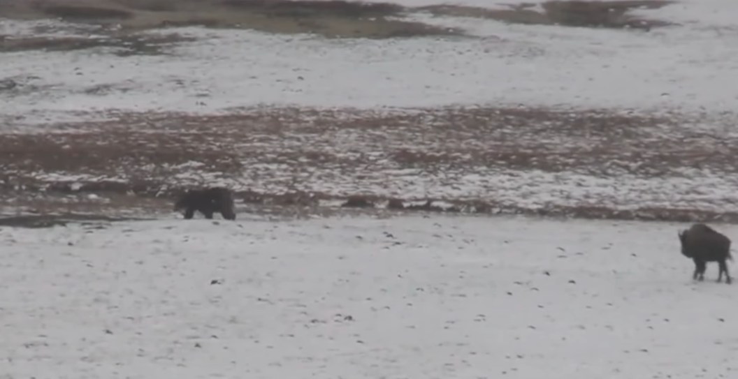 Ever Wondered Who Would Win In Battle Of Bison Vs Grizzly Bear? We Have Surprising Answer