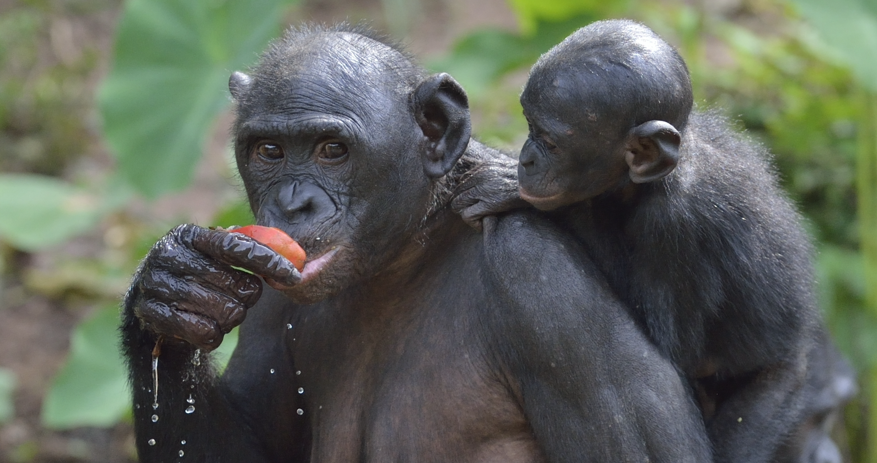 Female Apes Band Together To Scare Off Aggressive Males- Talk About Girl Power