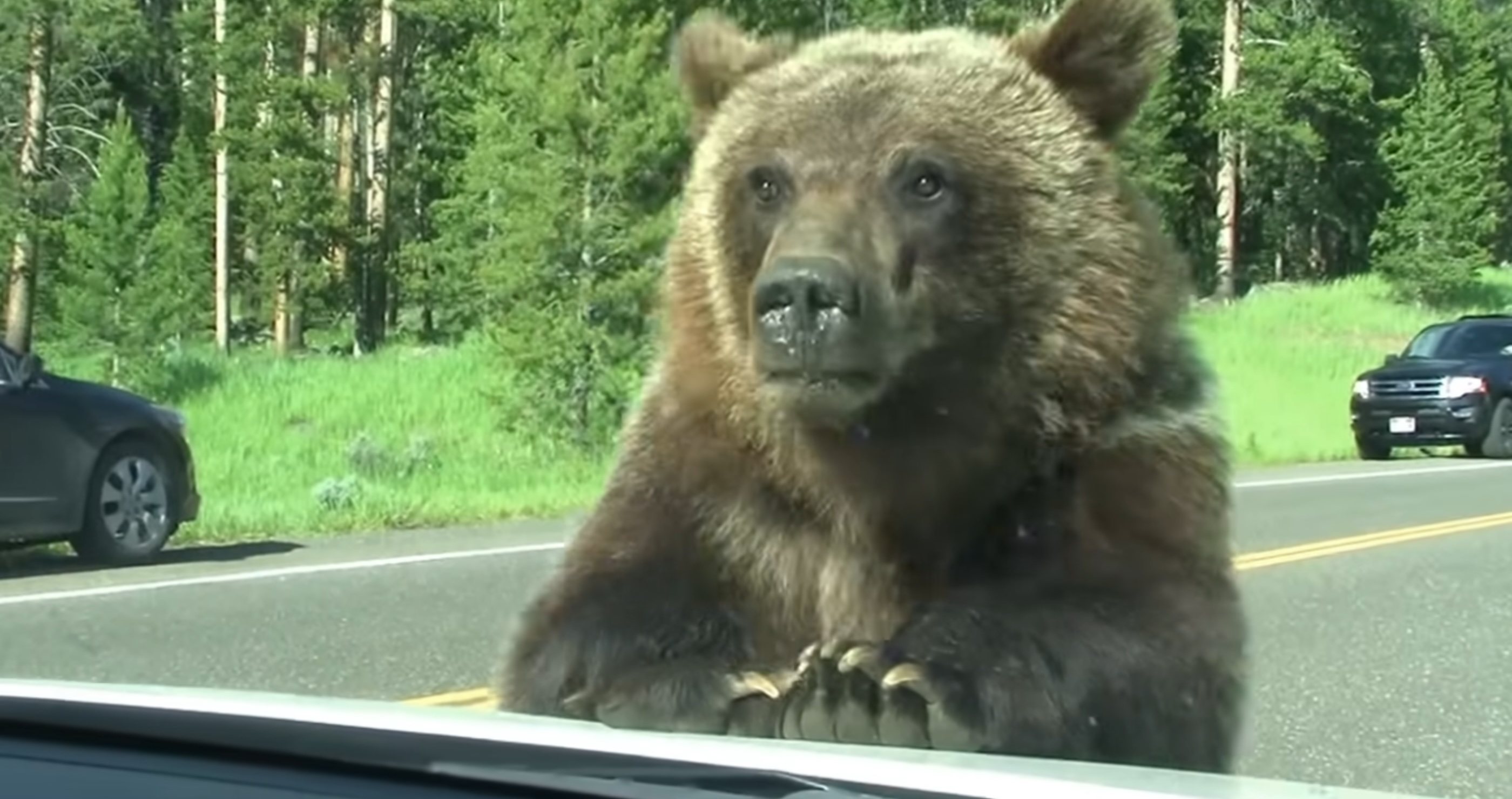 Grizzly Bear Surprises Tourists At Yellowstone National Park As It Jumps Onto The Hood Of Their Car