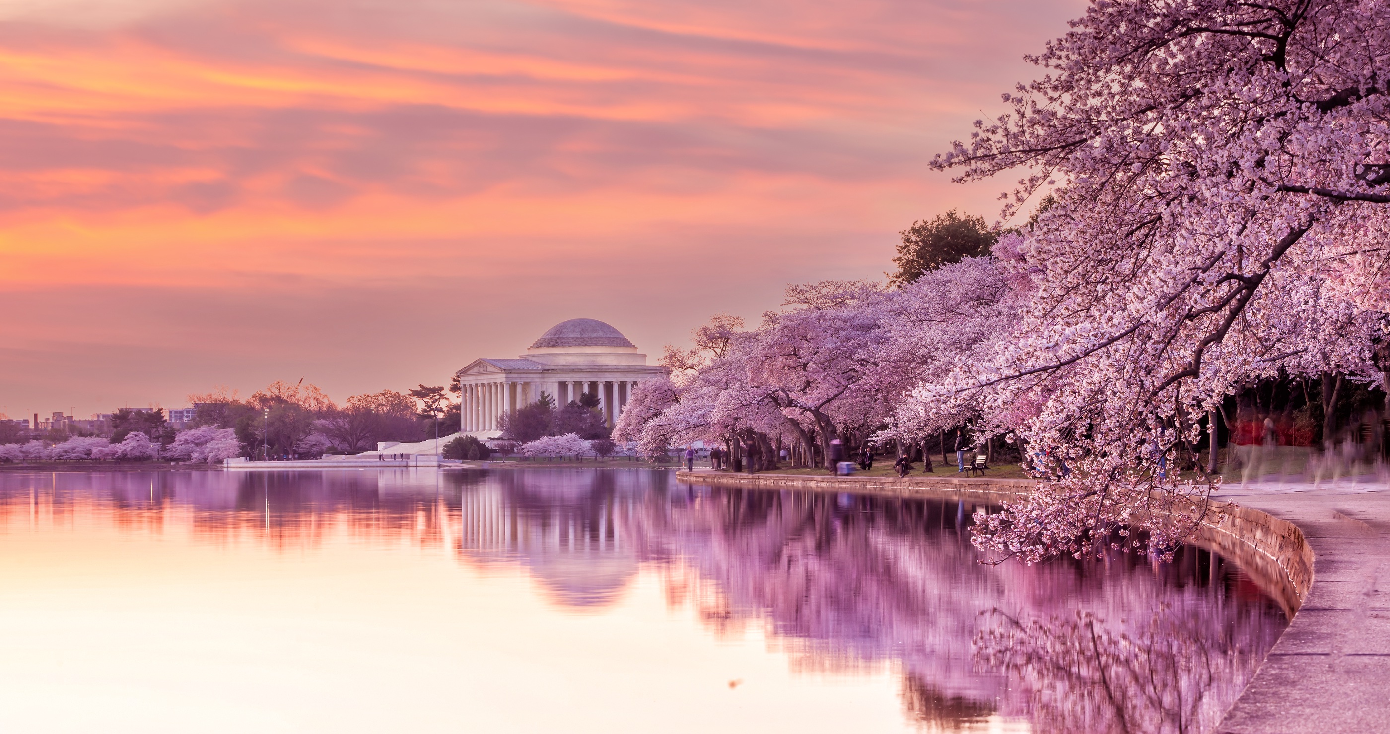 How People Are Breaking The Law At The Cherry Blossom Festival