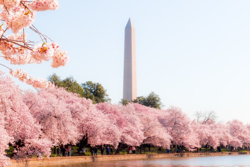 How People Are Breaking The Law At The Cherry Blossom Festival
