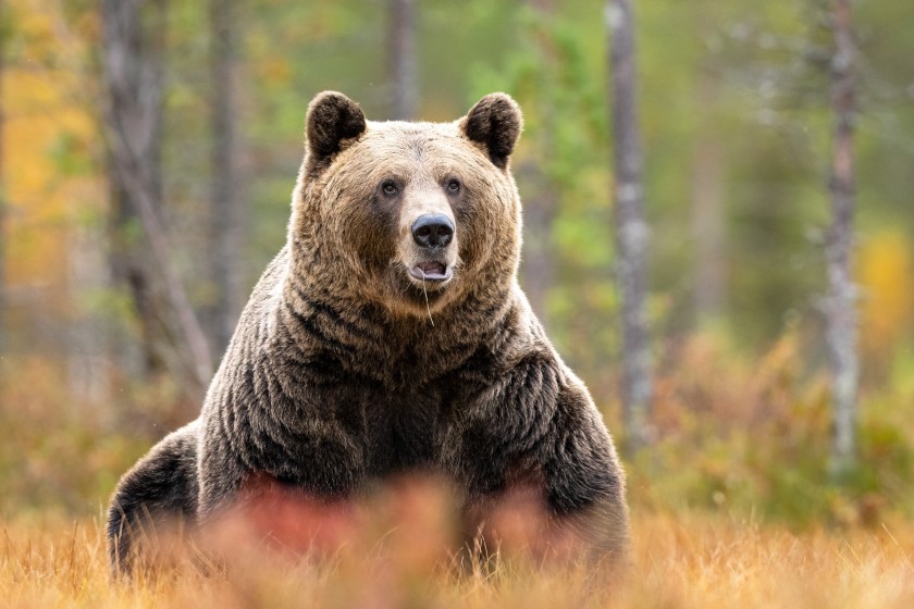 Hunter Comes Face To Face With Charging Grizzly, Forced To Put It Down