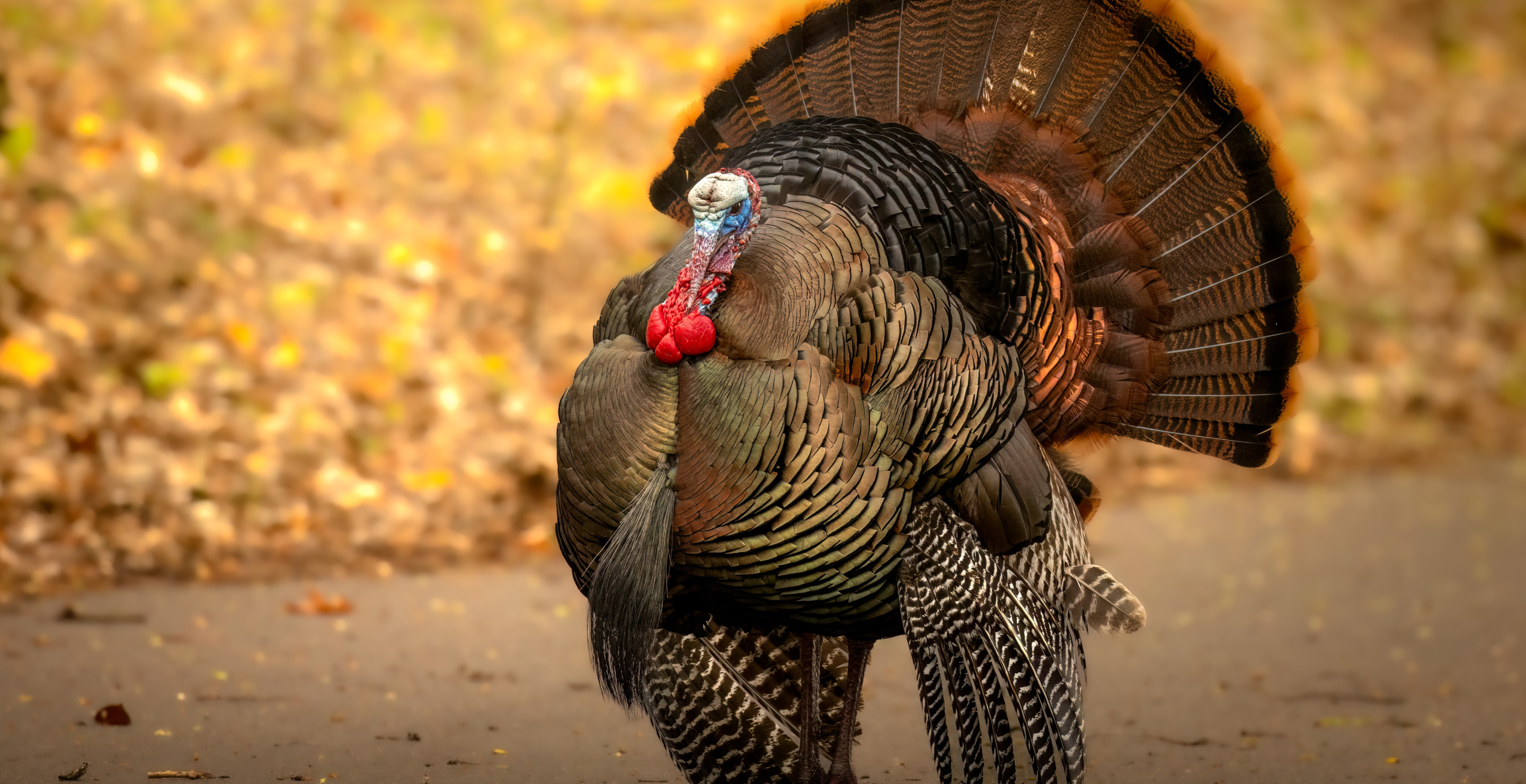 Hunting Legends Bags A Turkey At 94-Years-Old From Custom Golf Cart Blind