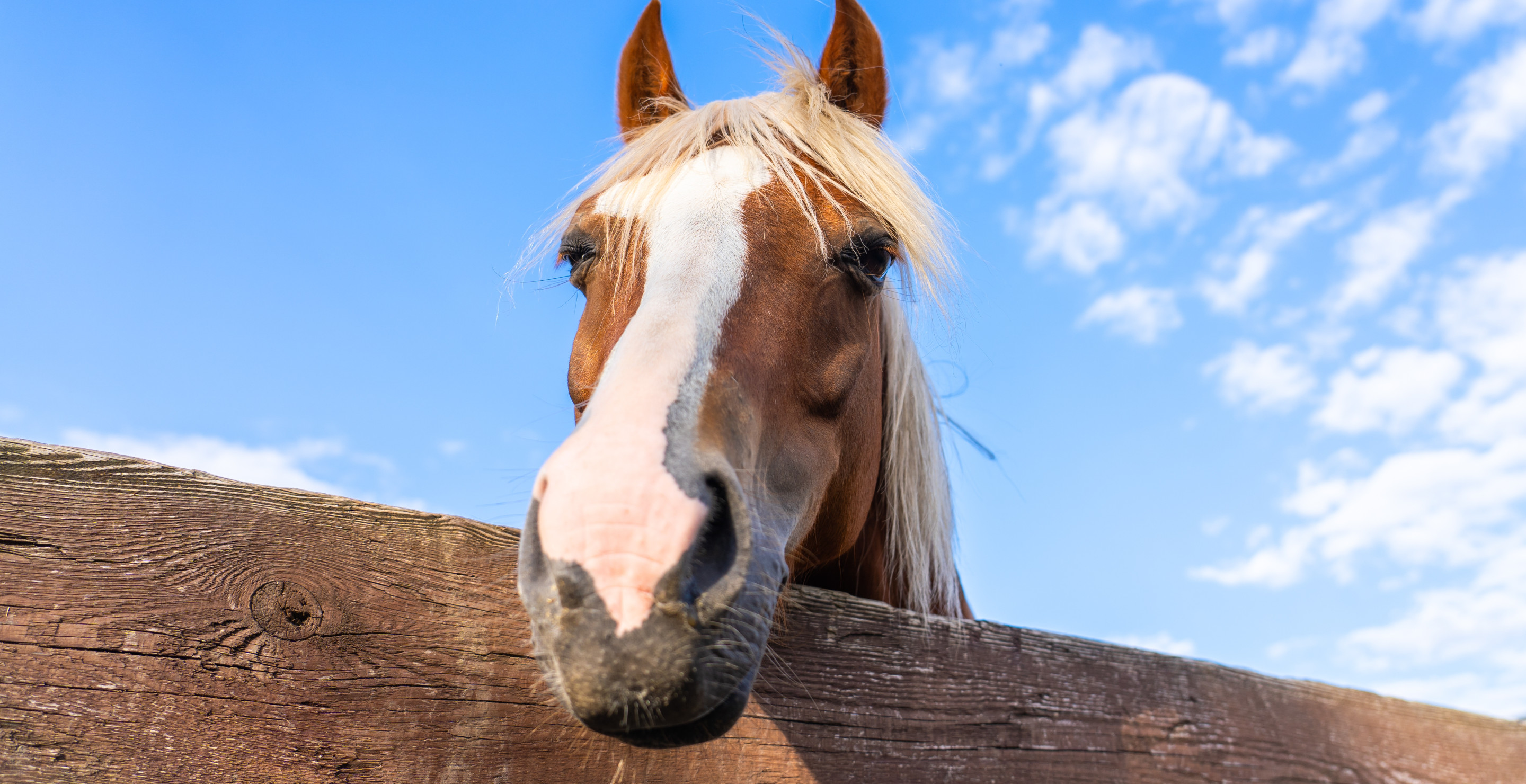I Wouldn't Wish The Condition These 9 Horses Was Found In On My Worst Enemy