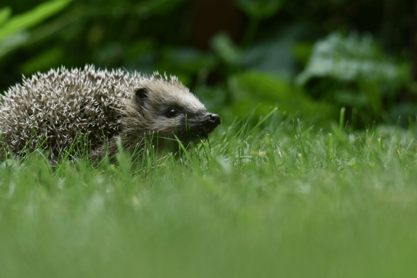 Innocent-Looking Animals That Are Surprisingly Dangerous Hedgehog