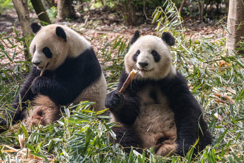 Innocent-Looking Animals That Are Surprisingly Dangerous Panda Bear