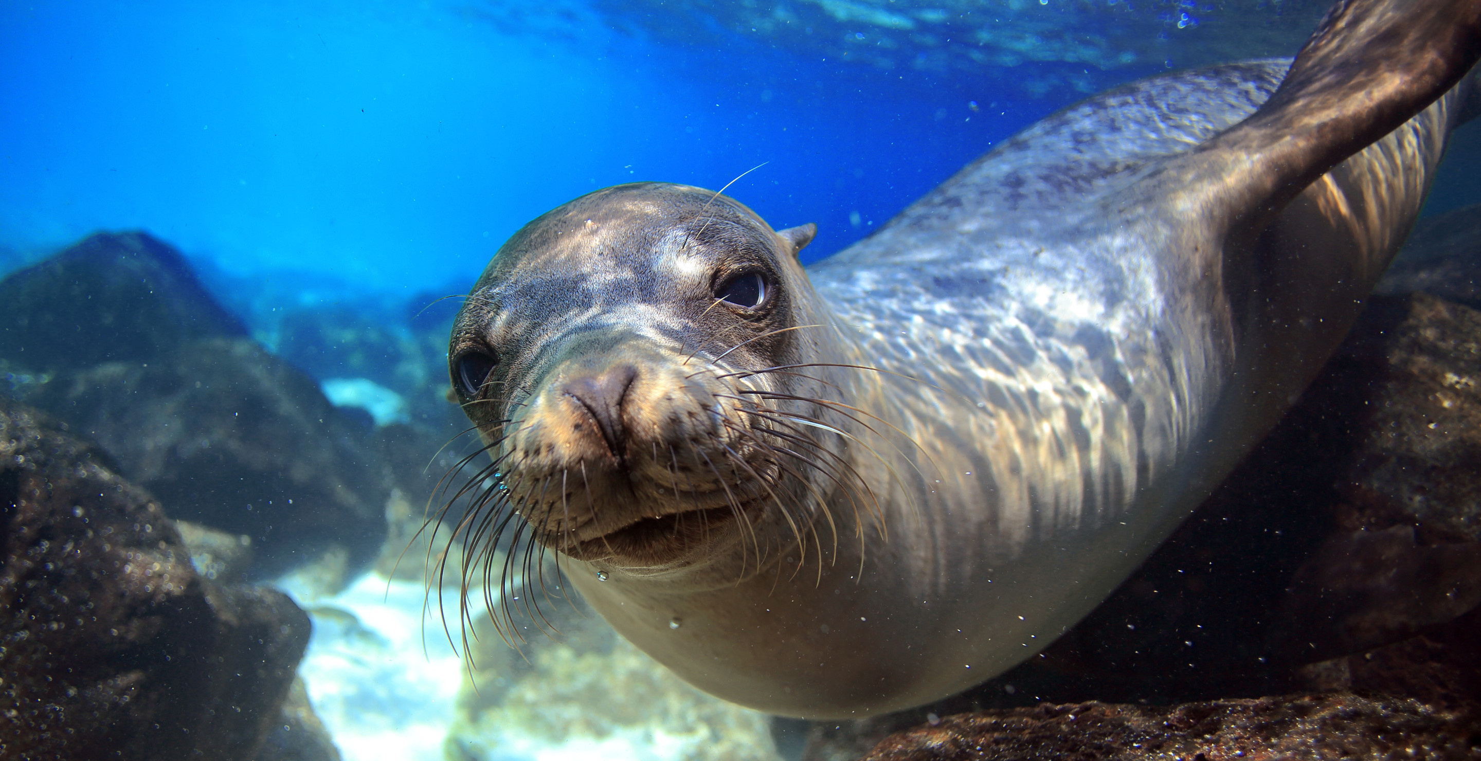 Kayak Springs Into Action To Save Baby Seal From Fishing Line
