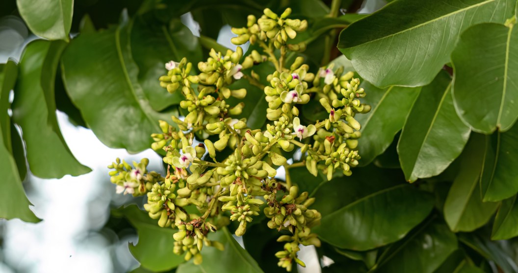 Learn How This Tonka Bean Tree Can Wield Lightning