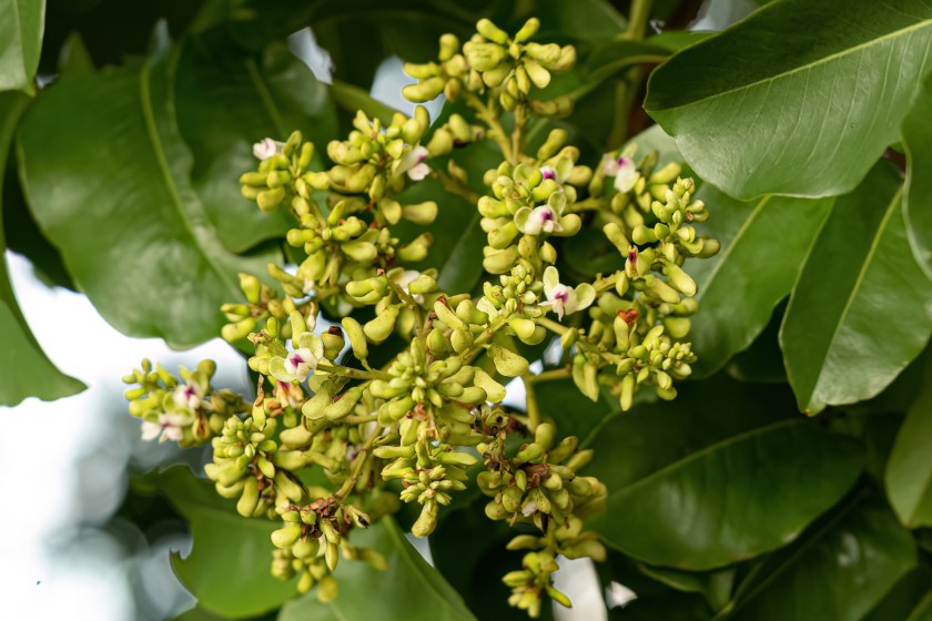 Learn How This Tonka Bean Tree Can Wield Lightning