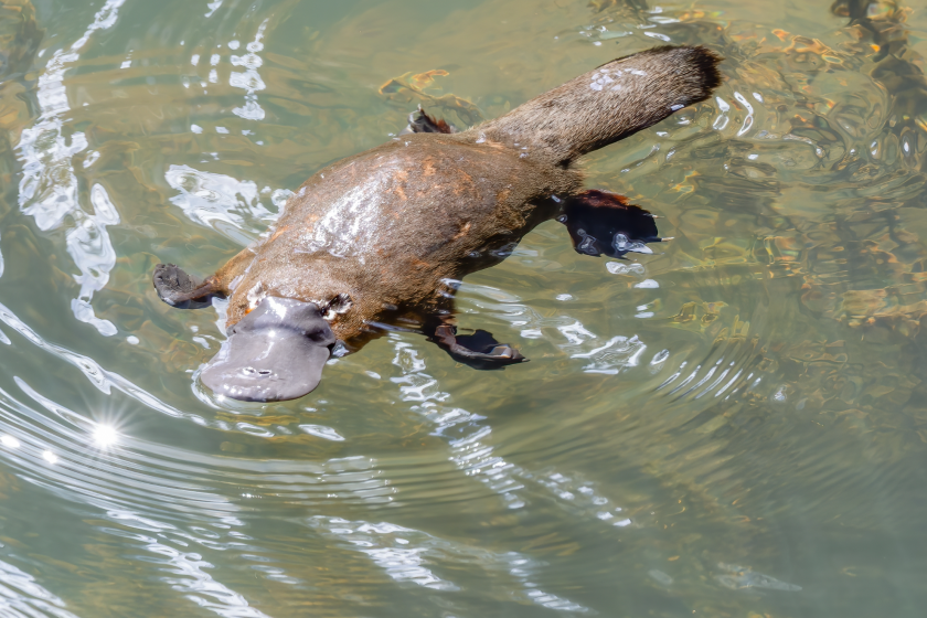 Platypuses