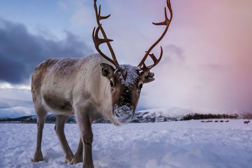 Reindeer Dies After Masked Person Douses The Animal In A Mysterious Liquid That Caused Him To Suffer