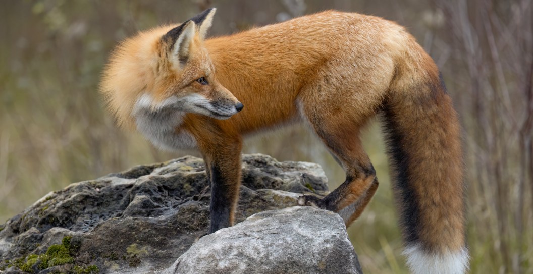 Researchers Ring Alarm Over Deadly Parasite That Hunters Are At Increased Risk Of Catching