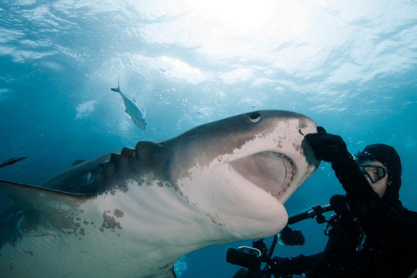 Scientists Now Believe Influencers Are The Main Reason Behind The Rise In Shark Attacks