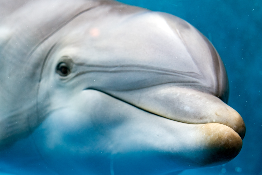 Scientists Now Believe We May Be Able To Communicate With Dolphins ...