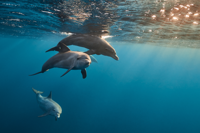 Scientists Now Believe We May Be Able To Communicate With Dolphins Using New AI-Powered Dolphin Translator