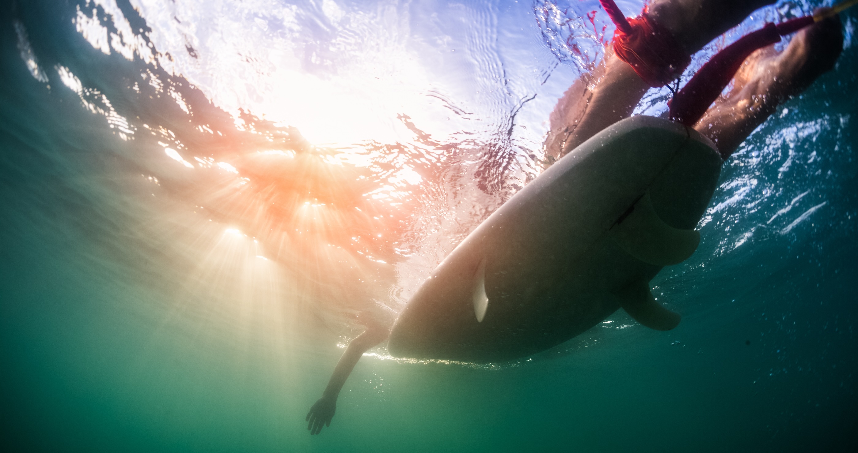 Sea Lion Charges At Surfer In Absolutely Terrifying Attack