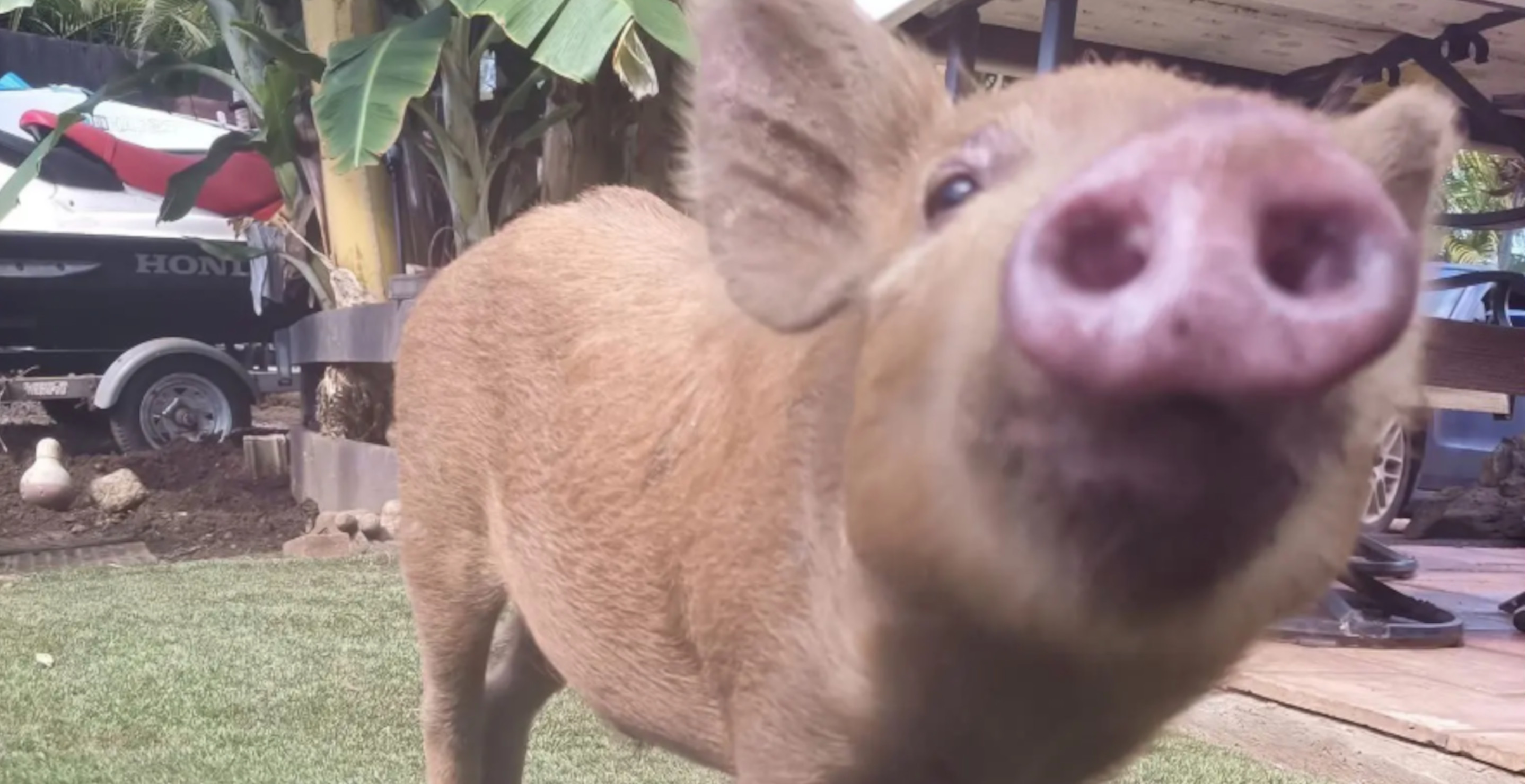Teen Faces 10 Years In Prison For Kidnapping And Killing Pet Pig To Cheat At Hunting Competition