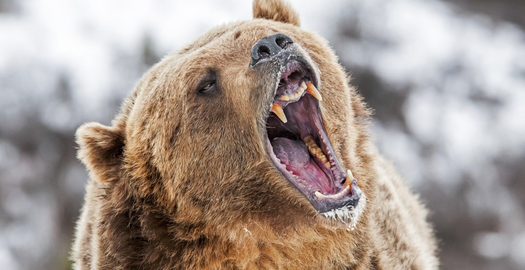 That Time A Hunter Was Caught Between An Angry Grizzly Bear And A Massive Cliff And Lived To Tell The Tale