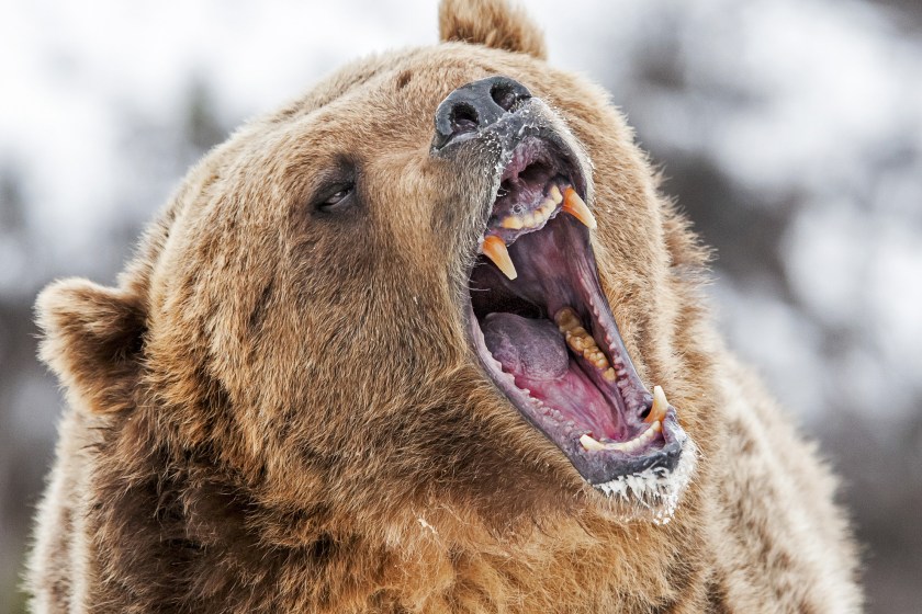 That Time A Hunter Was Caught Between An Angry Grizzly Bear And A Massive Cliff And Lived To Tell The Tale