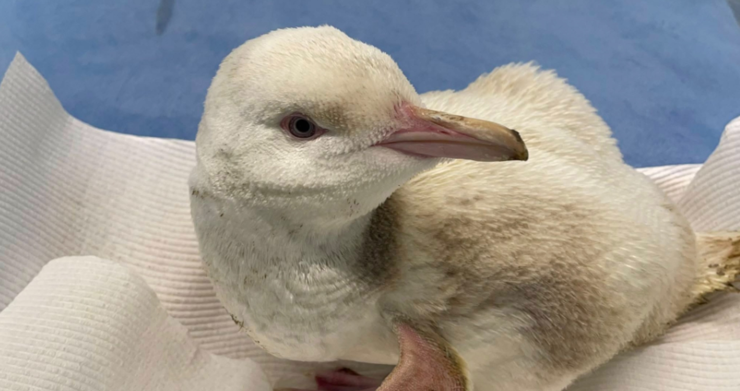 Wildlife Organization Discovers Rare All White Penguin 