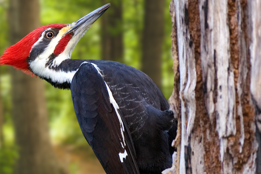 Woodpecker Is The Surprise Culprit Behind Acts Of Car Vandalism