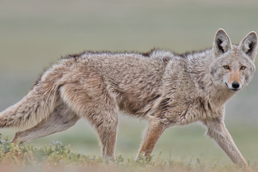 Yellowstone's Infamous Coyote Con Artist Strikes Again- Meet Limpy