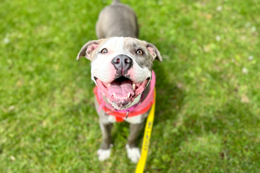 adorable happy pit bull