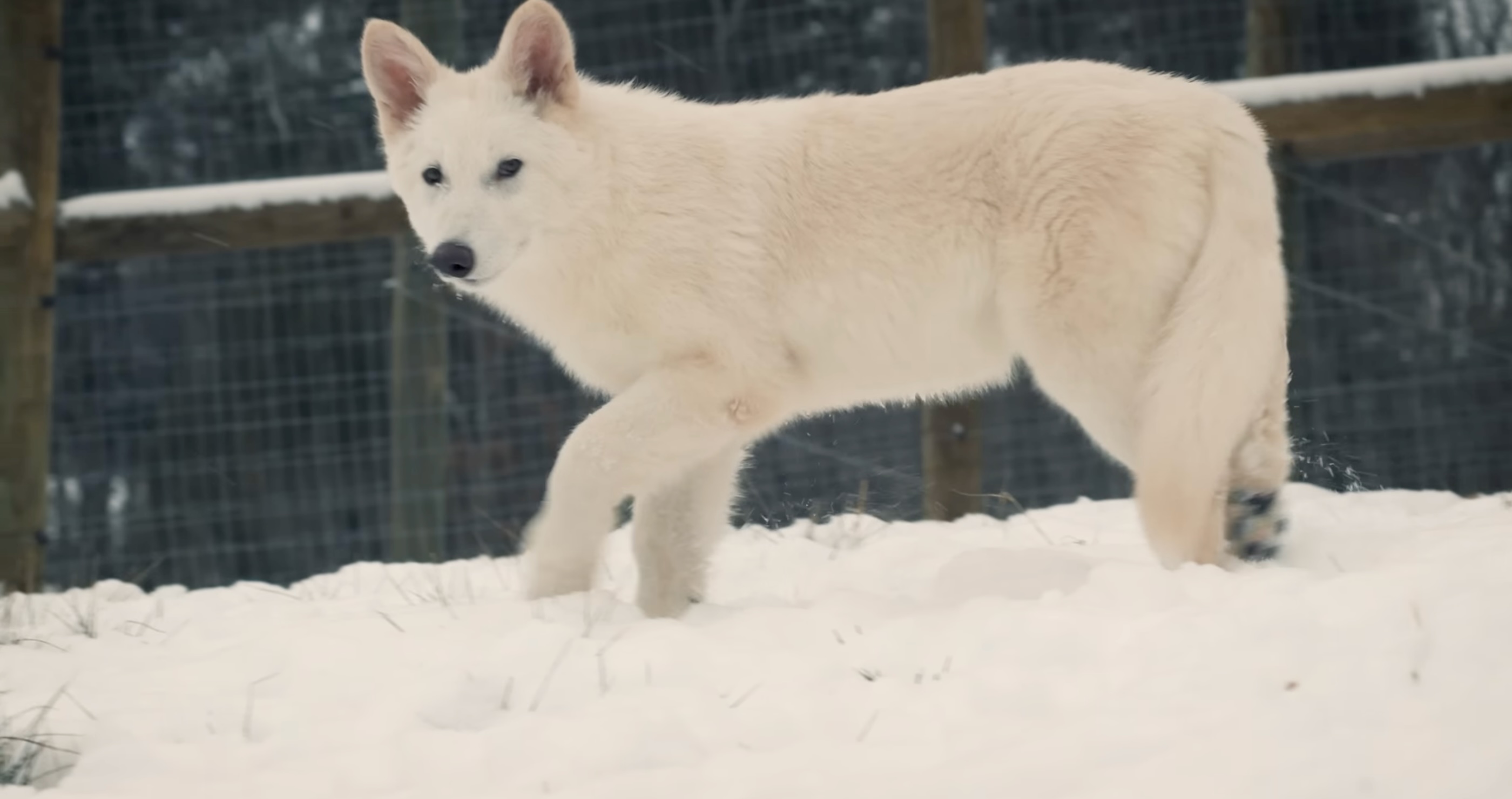 dire wolves could destroy everything if reintroduced to the wild