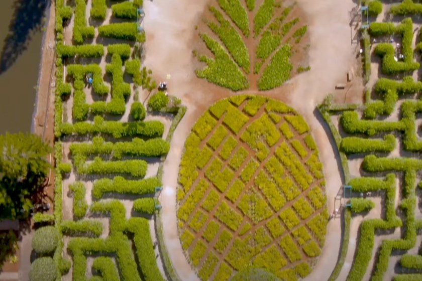 hawaii maze