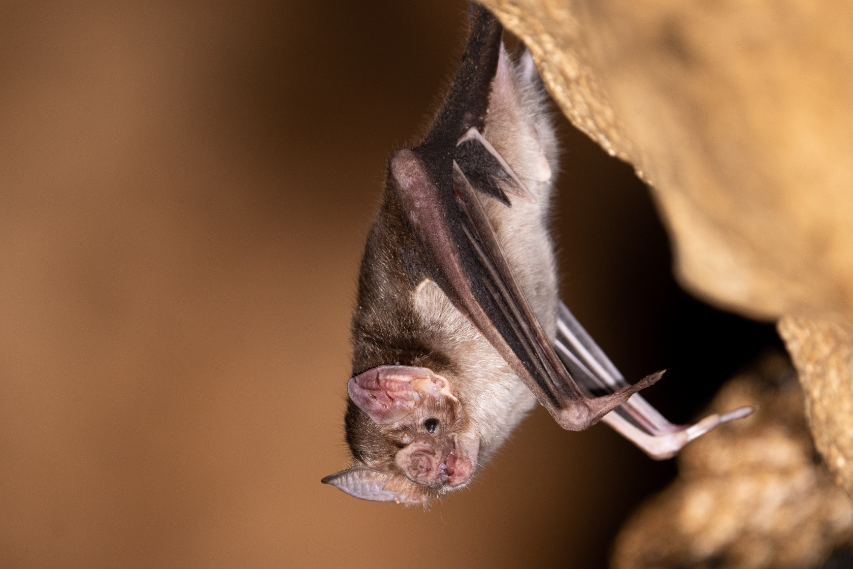 5 Terrifying Animals That Are Not As Dangerous As You May Think - Wide ...