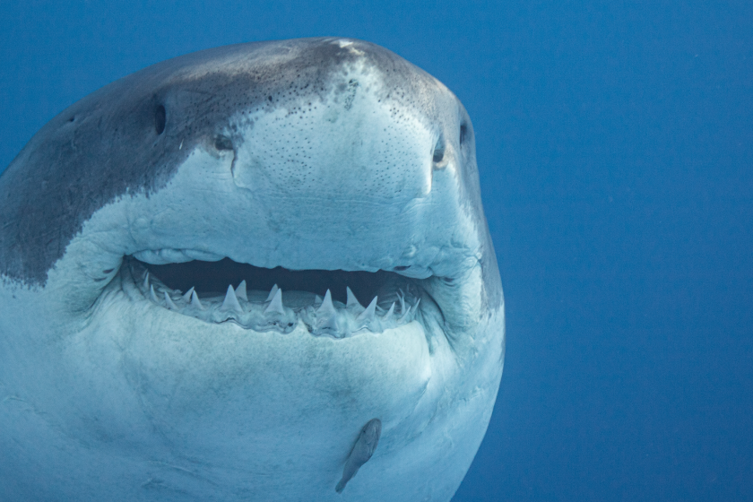 terrifying animals that are not as dangerous as you would think shark