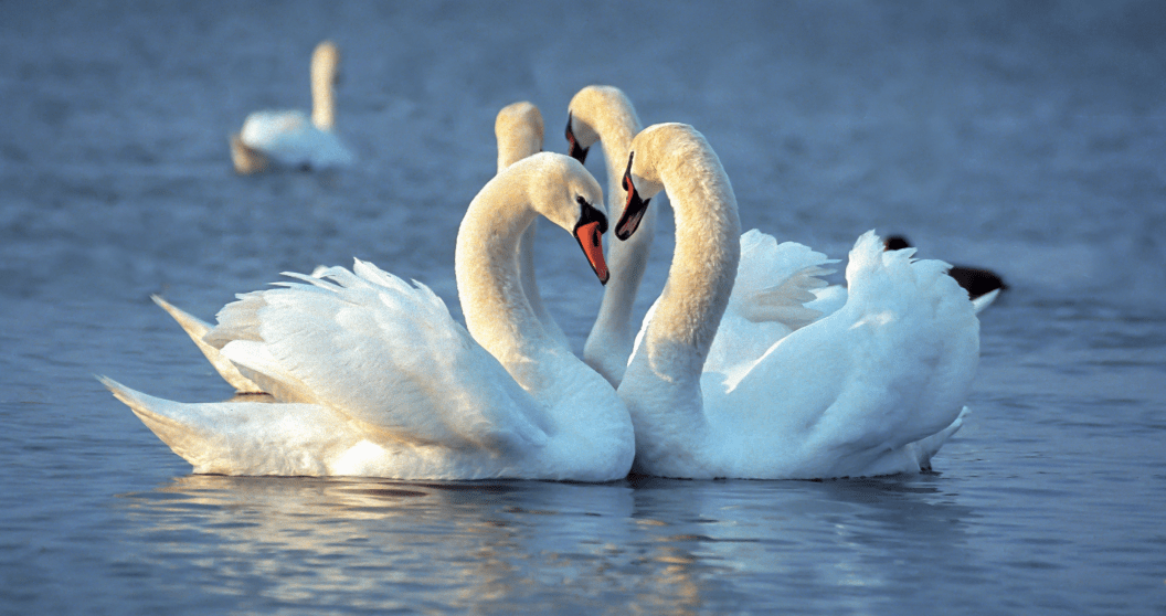 two beautiful swans