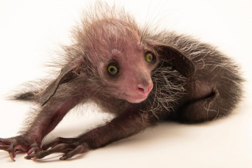 10 Animals That Are So Weird They Don't Seem Real aye aye