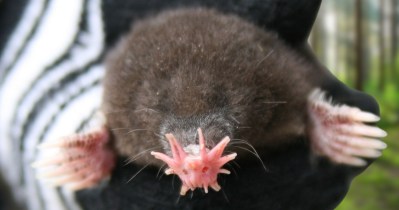 10 Animals That Are So Weird They Don't Seem Real - Wide Open Spaces